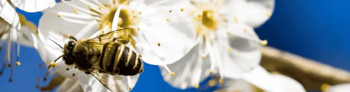 abeille sur fleur de pruniers